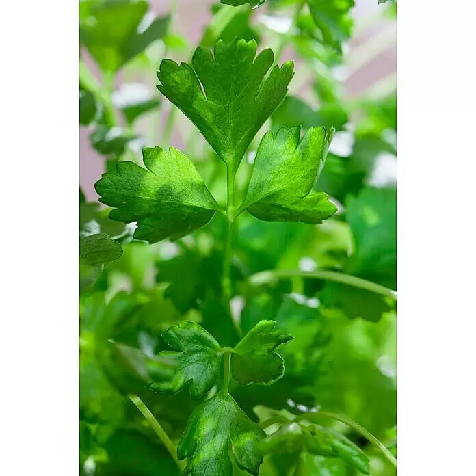 Blu Bio Petersilie glatt - Petroselinum crispum var. neapolitanum, Topfgröße: 12 cm - Detailaufnahme