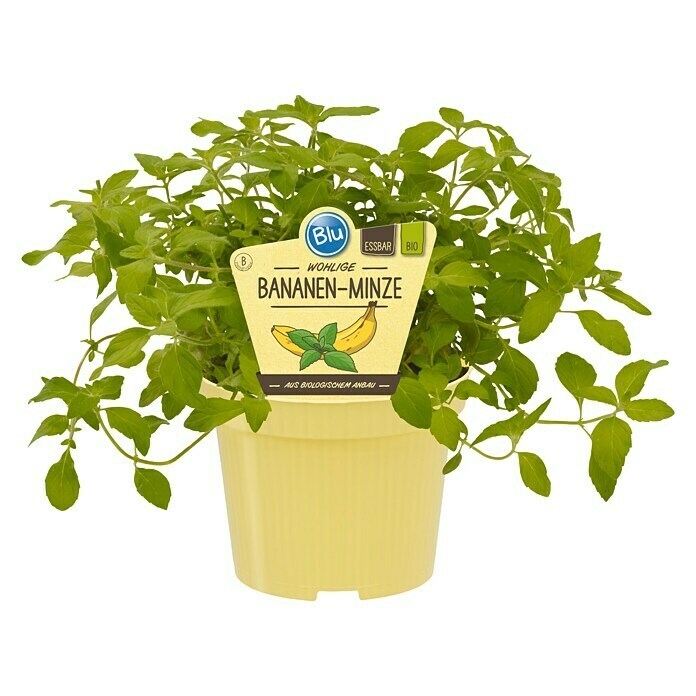 BLU Mentha arvensis 12