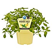 BLU Mentha arvensis 12