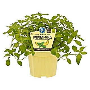 Blu Bio Bananenminze (Mentha arvensis, Topfgröße: 12 cm)