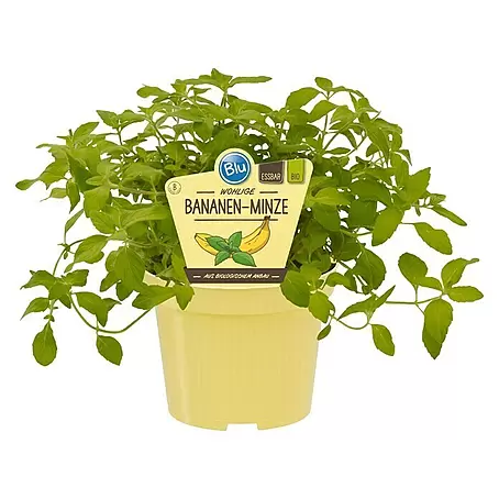 Blu Bio Bananenminze