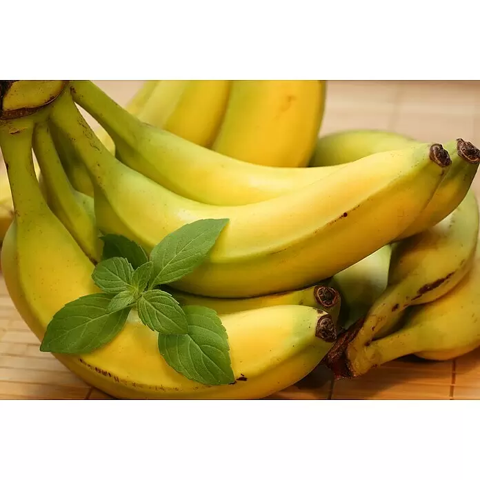 Blu Bio Bananenminze - Mentha arvensis, Topfgröße: 12 cm - Ein Bündel reifer gelber und grüner Bananen mit einem frischen grünen Minzzweig darauf.