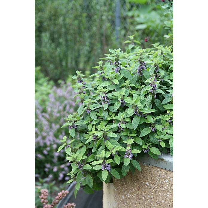 BLU Mentha arvensis 12