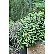 BLU Mentha arvensis 12