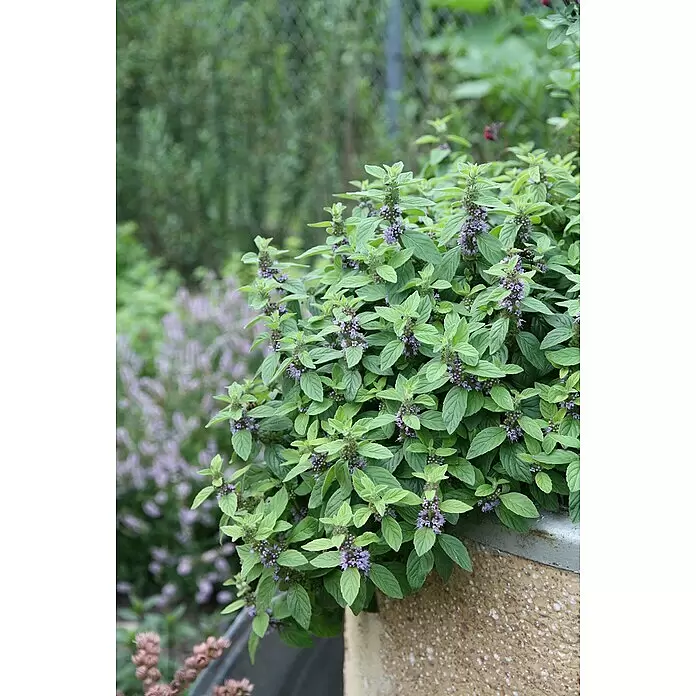 Blu Bio Bananenminze - Mentha arvensis, Topfgröße: 12 cm - Üppige grüne Minzpflanze mit violetten Blüten, in einem Gartenkübel wachsend.