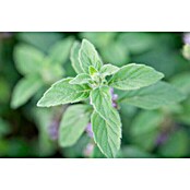 BLU Mentha arvensis 12