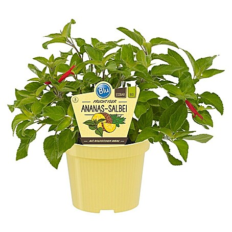 Blu Bio Ananassalbei (Salvia rutilans)