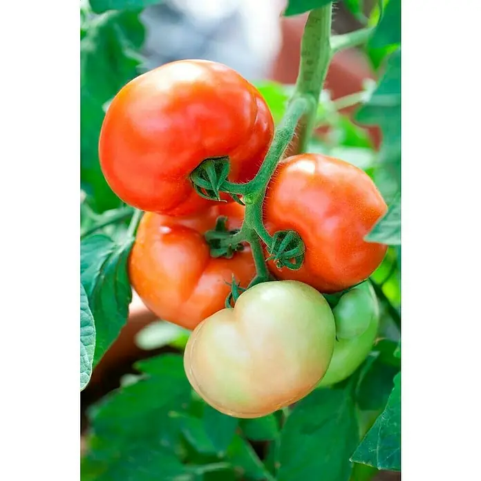 Tomate 'Fantasio' - Solanum lycopersicum, 12 cm, Erntezeit: Juli - Nahaufnahme einer Tomatenpflanze mit roten, orangen und grünen Tomaten am Stiel.