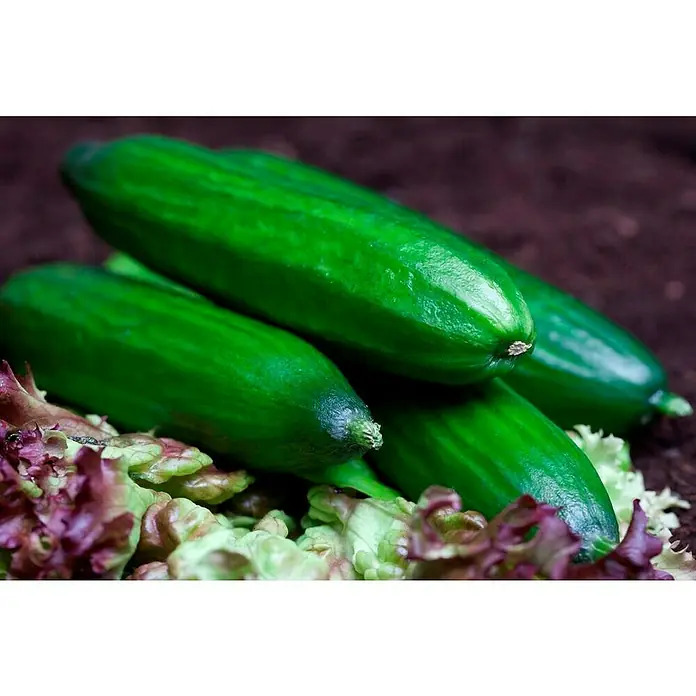 Piardino Gurke - Cucumis sativus, 19 cm, Erntezeit: August - Frische grüne Gurken, gestapelt mit Salat. Perfekt für einen knackigen Salat oder als gesunde Beilage.