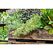 Blu Thymus citriodorus 12