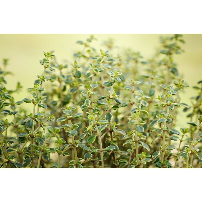 Blu Thymus citriodorus 12