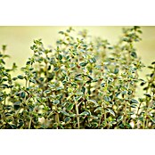 Blu Thymus citriodorus 12