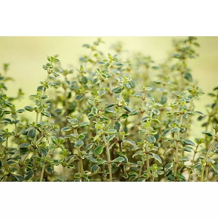 Blu Bio Zitronenthymian - Thymus citriodorus, Topfgröße: 12 cm - Nahaufnahme von frischen, panaschierten Thymianzweigen mit grünen und hellgelben Blättern.