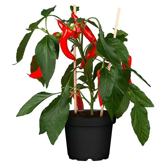 Piardino Chili Pick-a-Hot PepCapsicum annuum, 12 cm, Erntezeit: Juli