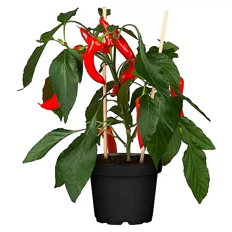Piardino  Chili Pick-a-Hot Pep