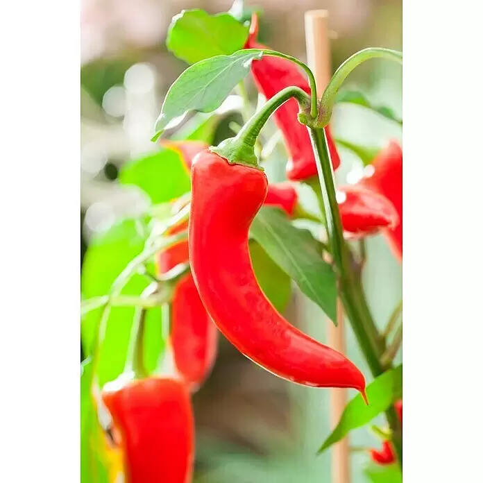 Piardino Chili Pick-a-Hot Pep - Capsicum annuum, 12 cm, Erntezeit: Juli - Detailaufnahme