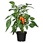 Piardino Paprika Pick-a-Pep (Capsicum annuum, 12 cm, Erntezeit: Juli) | BAUHAUS