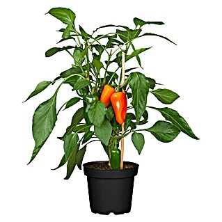 Piardino Paprika Pick-a-Pep (Capsicum annuum, 12 cm, Erntezeit: Juli)