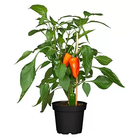 Piardino  Paprika Pick-a-Pep