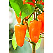 Piardino Paprika Pick-a-Pep (Capsicum annuum, 12 cm, Erntezeit: Juli) | BAUHAUS