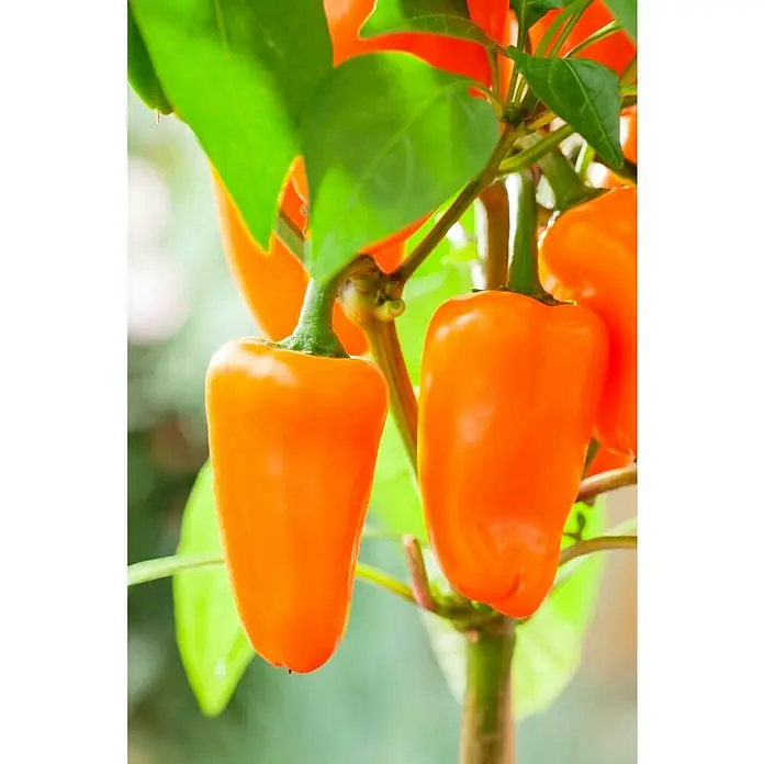 Piardino Paprika Pick-a-Pep - Capsicum annuum, 12 cm, Erntezeit: Juli - Nahaufnahme von orangefarbenen Mini-Paprika, die an einer Pflanze wachsen. Die Paprika sind glänzend und prall, mit grünen Blättern im Hintergrund.