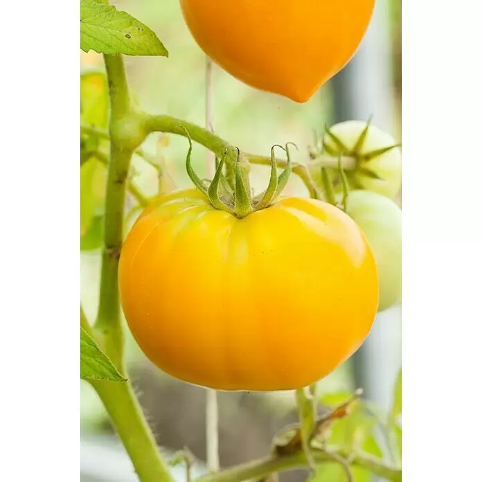 Piardino Tomate - Solanum lycopersicum, 14 cm, Erntezeit: Juli, Gelb - Detailaufnahme