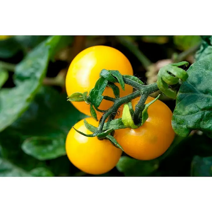 Piardino Tomate - Solanum lycopersicum, 14 cm, Erntezeit: Juli, Gelb - Nahaufnahme von drei reifen, gelben Kirschtomaten an einer Pflanze, umgeben von grünen Blättern. Die Tomaten leuchten in der Sonne.