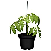 Piardino Cocktailtomate 'Picolino' (Solanum lycopersicum, 12 cm, Erntezeit: Juli) | BAUHAUS