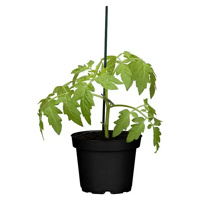 Piardino Cocktailtomate 'Picolino' - Solanum lycopersicum, 12 cm, Erntezeit: Juli - Vorderansicht