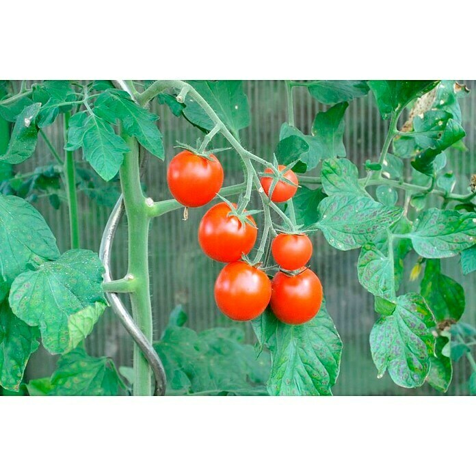 Piardino Cocktailtomate 'Picolino' (Solanum lycopersicum, 12 cm, Erntezeit: Juli) | BAUHAUS