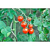 Piardino Cocktailtomate 'Picolino' (Solanum lycopersicum, 12 cm, Erntezeit: Juli) | BAUHAUS