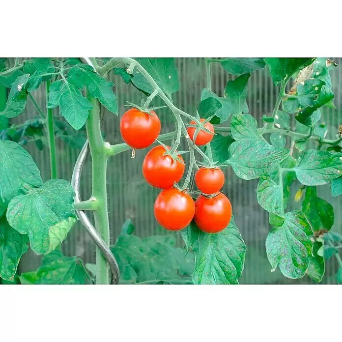 Piardino Cocktailtomate 'Picolino' - Solanum lycopersicum, 12 cm, Erntezeit: Juli - Detailaufnahme