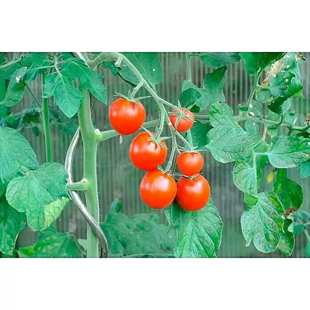 Piardino  Cocktailtomate 'Picolino'