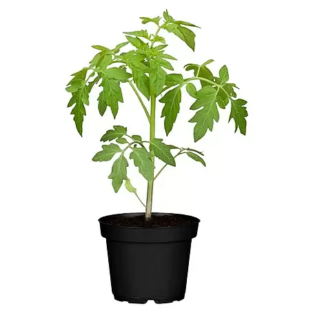 Piardino  Cocktailtomate Zebrino