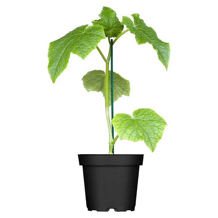 Piardino Schlangengurke 'Cyrano (Dominica)' F1 - Cucumis sativus, 12 cm, Erntezeit: Juli - Junger Gurkenpflanze in einem schwarzen Topf, gestützt von einem grünen Stab, mit großen, hellgrünen Blättern.