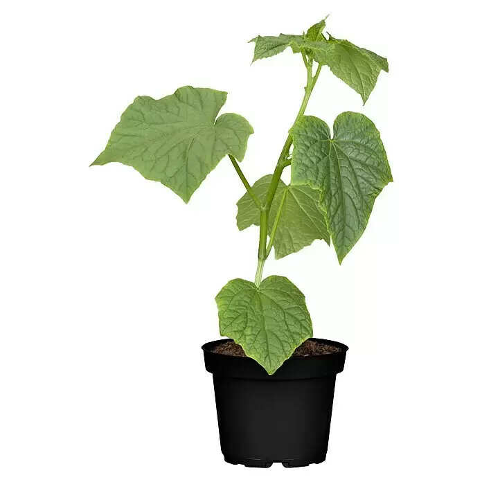 Piardino Schlangengurke Bio - Cucumis sativus, 12 cm, Erntezeit: Juli - Junge Gurkenpflanze mit grünen Blättern in schwarzem Topf.