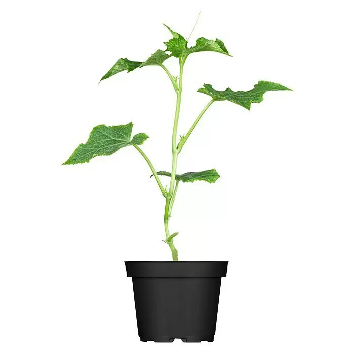 Piardino Gurke 'Mini Stars' - Cucumis sativus, 12 cm, Erntezeit: Juli - Eine junge grüne Pflanze mit mehreren Blättern und dünnem Stiel in einem schwarzen Kunststofftopf.