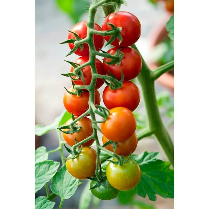 Piardino Tomate BioSolanum lycopersicum 'Philovita F1', 11 cm, Erntezeit: Juli - Oktober Detail Shot