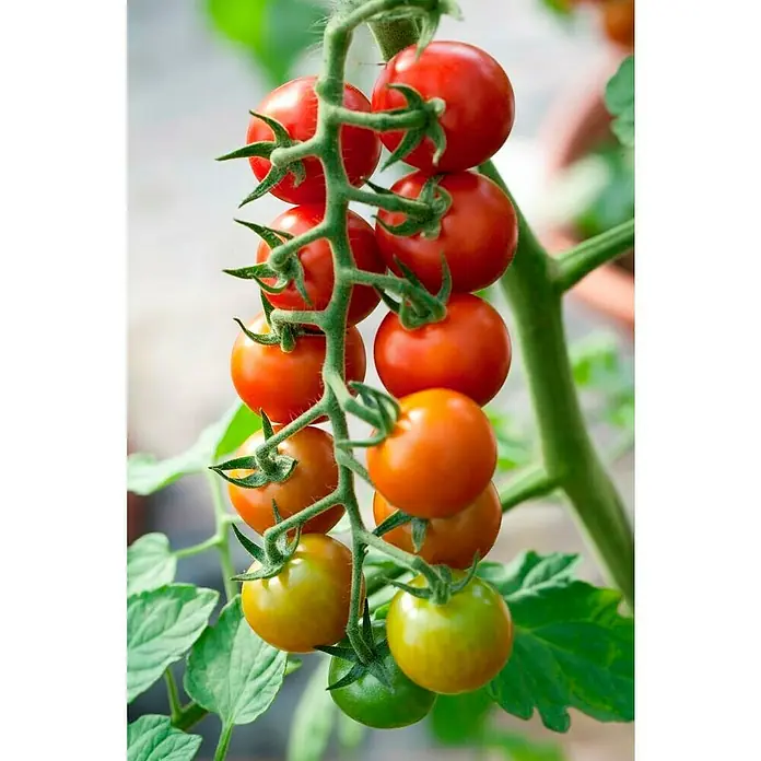Piardino Tomate Bio - Solanum lycopersicum 'Philovita F1', 11 cm, Erntezeit: Juli - Nahaufnahme von einer Rispe mit reifen roten und grünen Kirschtomaten, die an einer Tomatenpflanze im Garten wachsen.