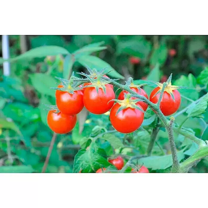 Piardino Bio Cocktailtomate - Solanum lycopersicum, 10 cm, Erntezeit: Juli - Detailaufnahme