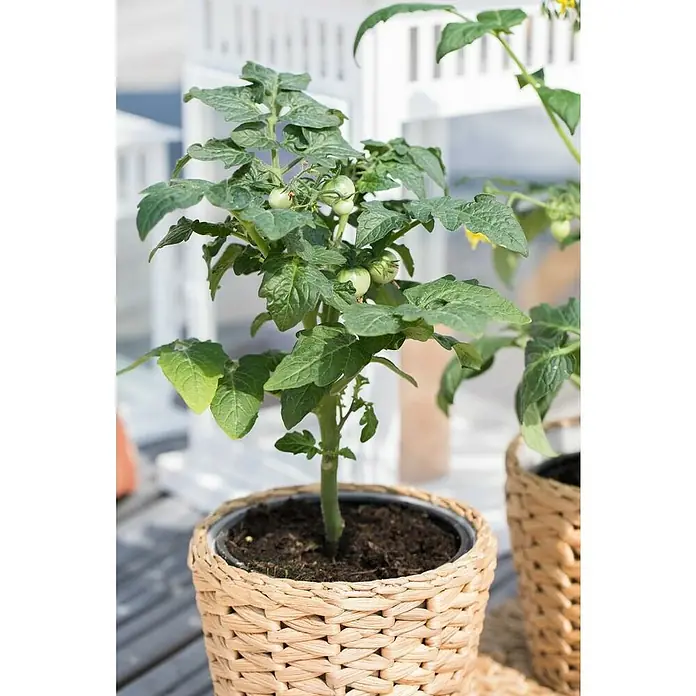 Piardino Bio Mini-Tomate - Solanum lycopersicum 'Primabell', 12 cm, Erntezeit: Juli - Nahaufnahme einer Topfpflanze mit grünen Tomaten in einem geflochtenen Korb.