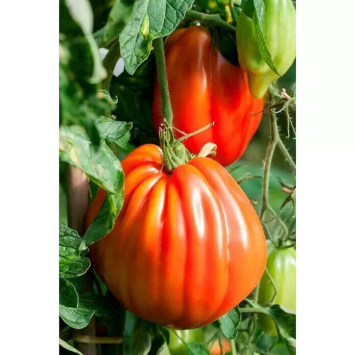 Piardino Bio Tomate Rundrucht - Solanum lycopersicum, 10 cm, Erntezeit: Juli - Detailaufnahme
