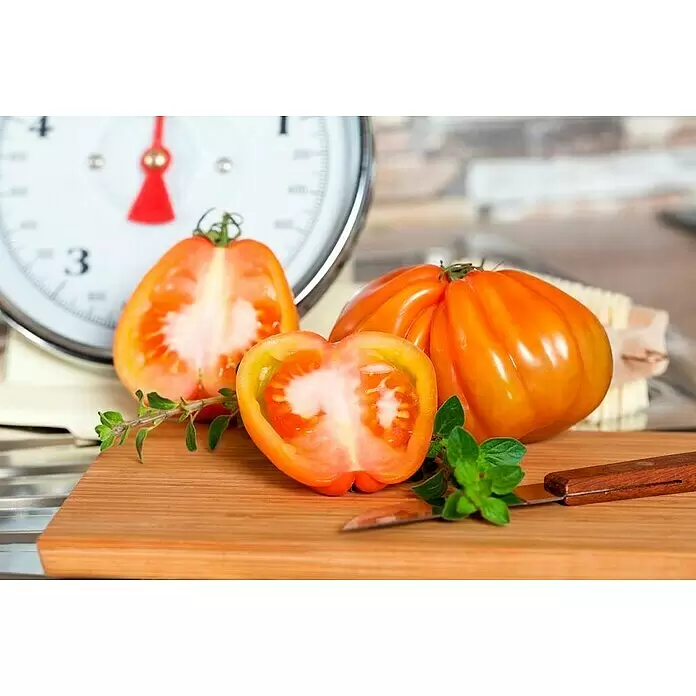 Piardino Bio Tomate Rundrucht - Solanum lycopersicum, 10 cm, Erntezeit: Juli - Detailaufnahme