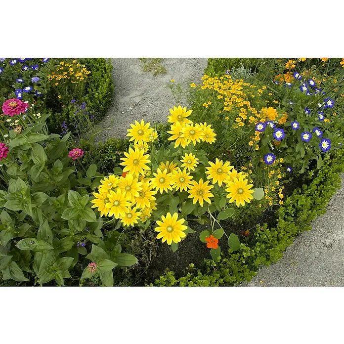 Piardino Rauer Garten-Sonnenhut - Rudbeckia hirta, Topfvolumen: 13 l - Üppiges Blumenbeet mit gelben Rudbeckien, blauen Trichterwinden und rosa Zinnien, umrahmt von grünen Büschen.