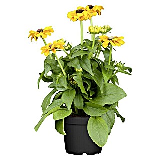 Piardino Rauer Garten-Sonnenhut (Rudbeckia hirta, Topfvolumen: 13 l)