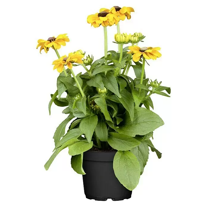 Piardino Rauer Garten-Sonnenhut - Rudbeckia hirta, Topfvolumen: 13 l - Topfpflanze mit leuchtend gelben Blüten und grünen Blättern in einem schwarzen Topf.