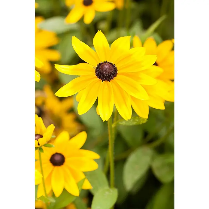 Piardino Rauer Garten-Sonnenhut - Rudbeckia hirta, Topfvolumen: 13 l - Nahaufnahme einer leuchtend gelben Rudbeckia mit braunem Zentrum und grünen Blättern im Hintergrund, die ihre Schönheit hervorhebt.