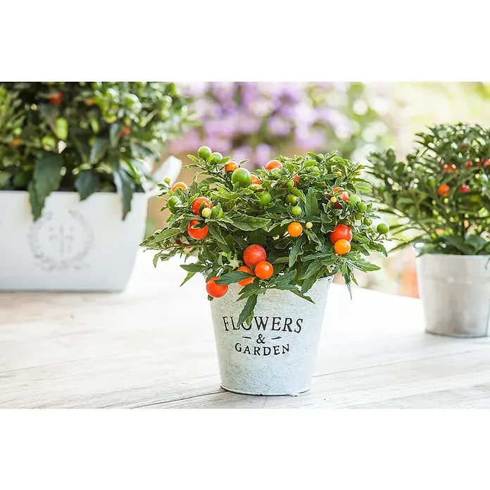 Piardino Korallenstrauch - Solanum pseudocapsicum, Topfgröße: 13 cm - Das Bild zeigt eine dekorative Korallenstrauch-Pflanze in einem Zinkeimer mit der Aufschrift "Flowers & Garden", ideal für Gartenliebhaber.