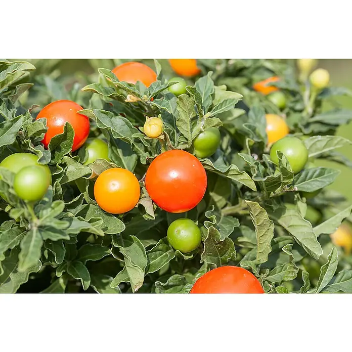 Piardino Korallenstrauch - Solanum pseudocapsicum, Topfgröße: 13 cm - Nahaufnahme einer Kermesbeere-Pflanze mit reifen, orangefarbenen und unreifen, grünen Früchten zwischen üppigem, dunkelgrünem Laub.