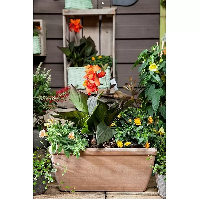 Piardino BlumenrohrCanna indica, Gelborange